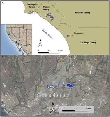 Hidden in Plain Sight: Detecting Invasive Species When They Are Morphologically Similar to Native Species